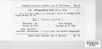 Phragmidium bulbosum image
